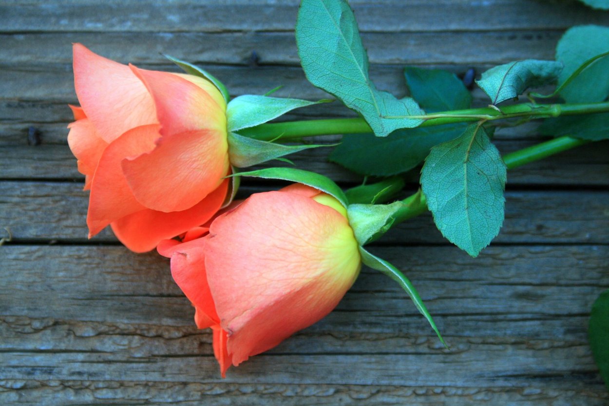 Чёрные розы в снегу