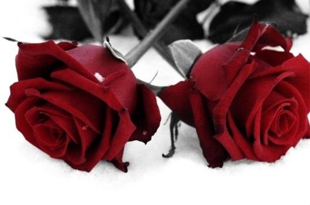 Букет красных роз