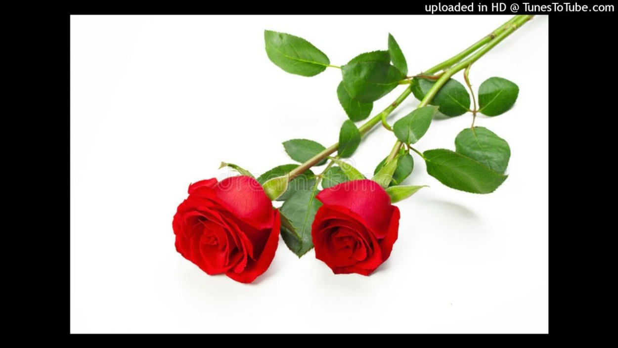 Две розы на прозрачном фоне