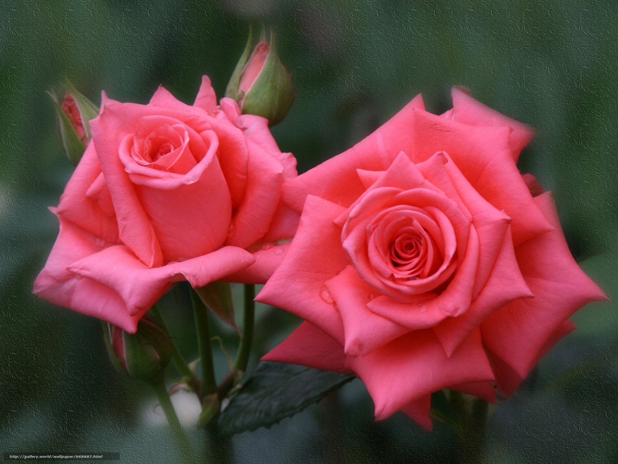 Две розочки