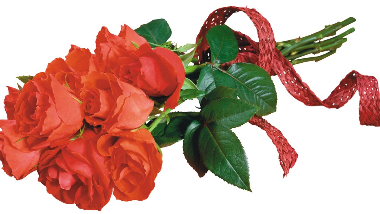 Красивые гвоздики