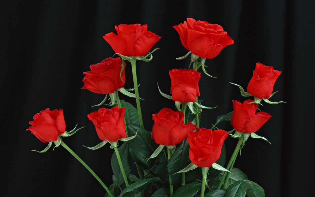 Белые розы траурные