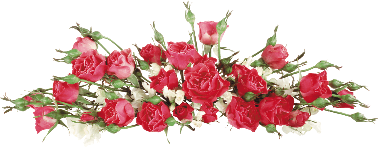 Розы на прозрачном фоне