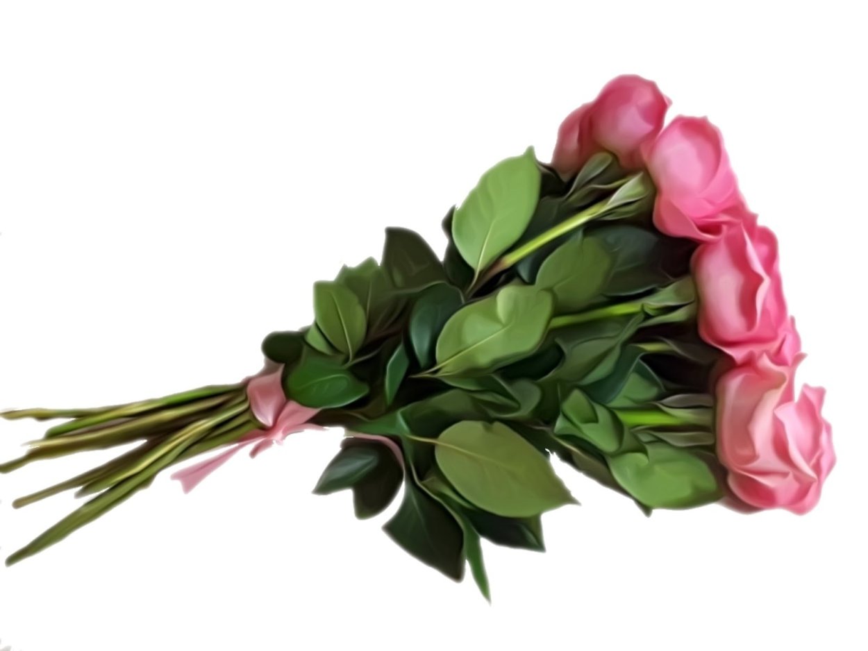 Роза на белом фоне