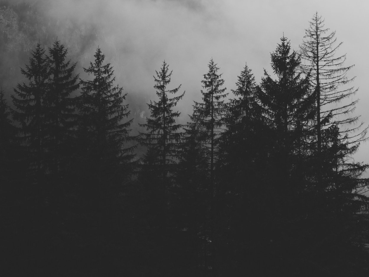 Хвойный лес черно белый