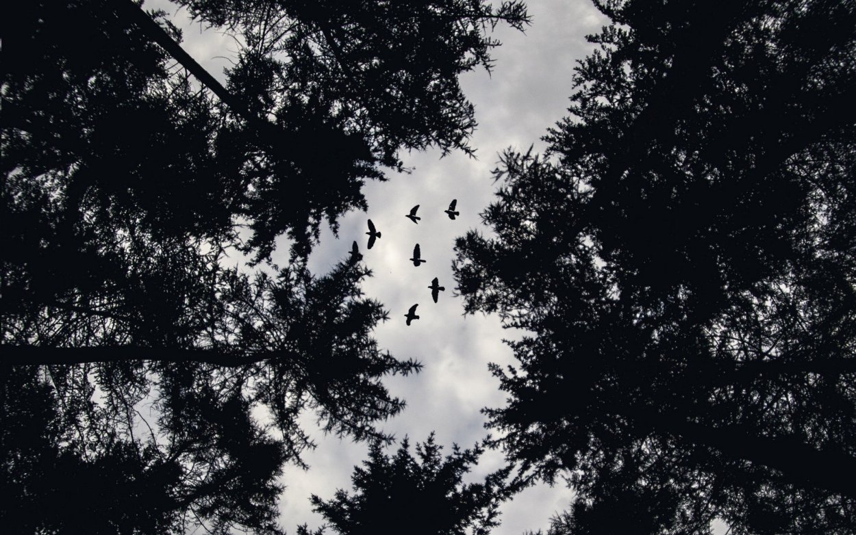 Темные верхушки деревьев