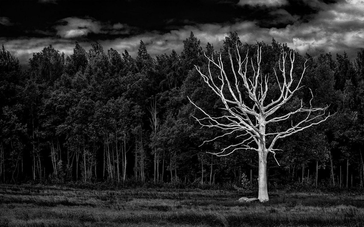 Темное дерево