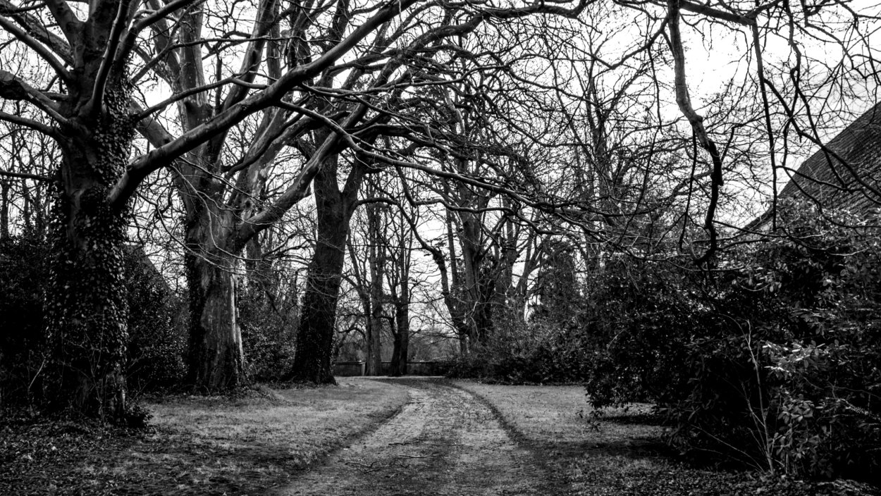 Темное дерево