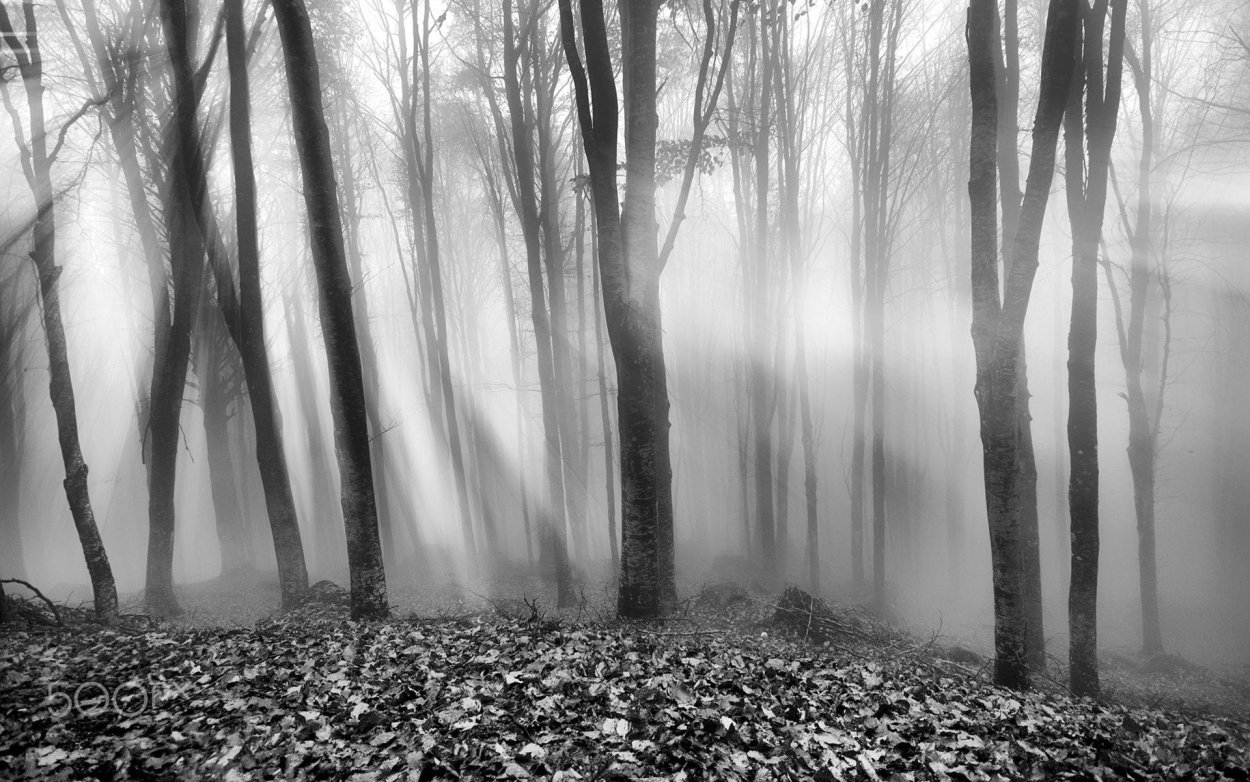 Черно белый лес