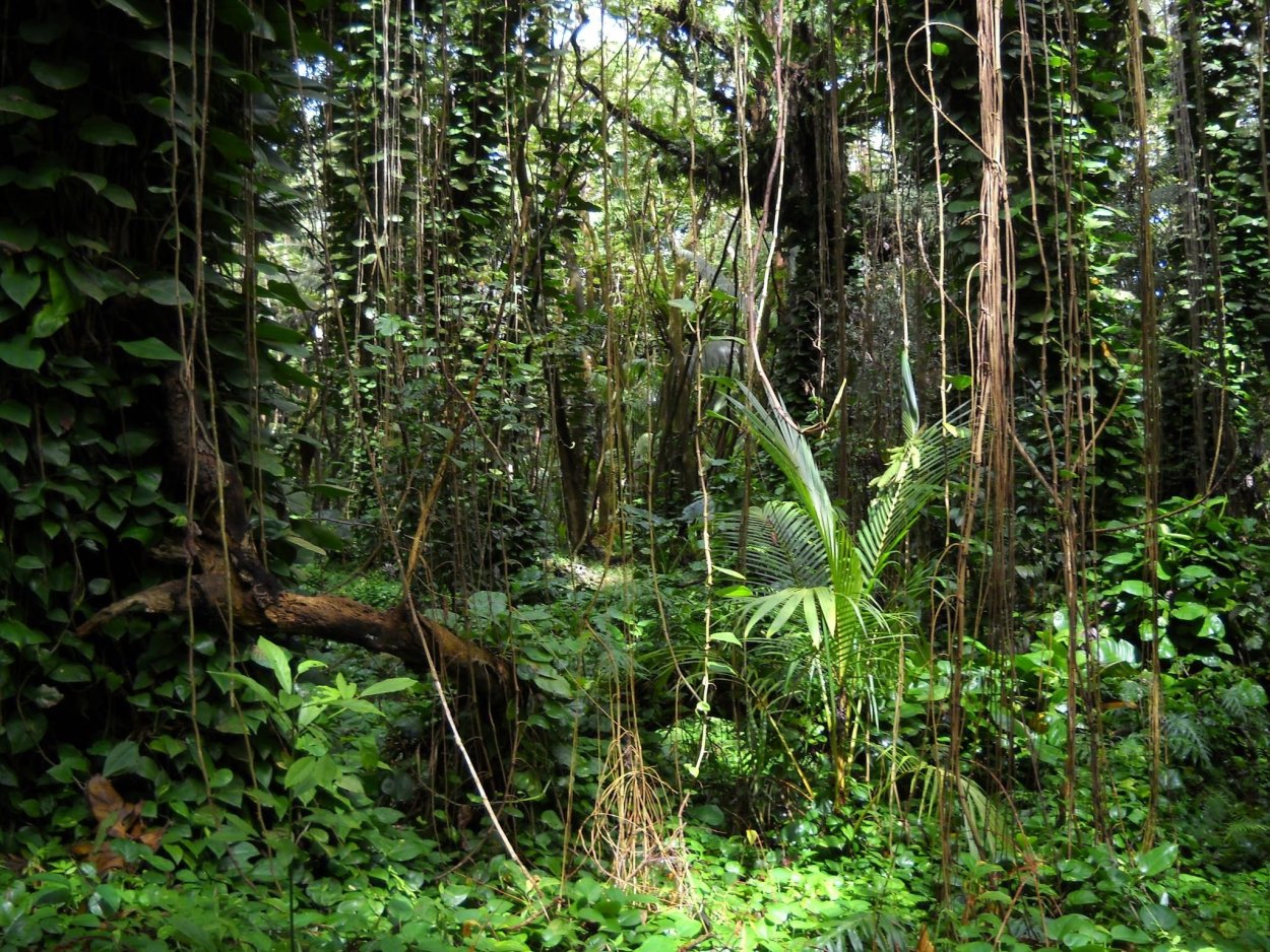 Зона влажных вечнозеленых экваториальных лесов африки
