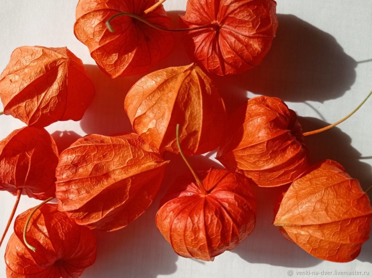 Физалис алькекенги