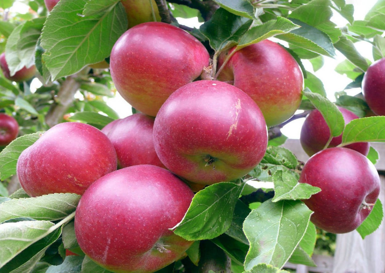 Яблоневый сад сбор урожая