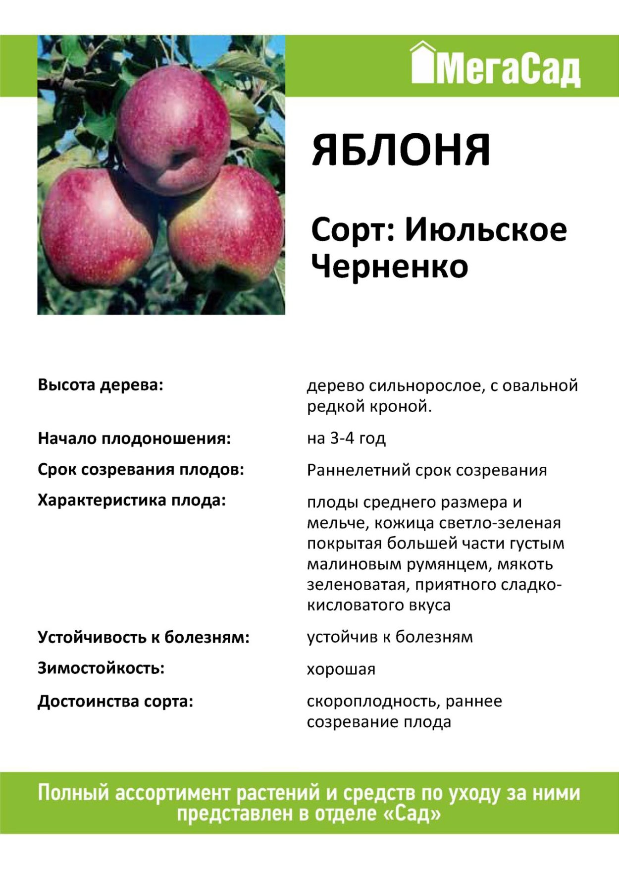 Яблоня Ренет Симиренко