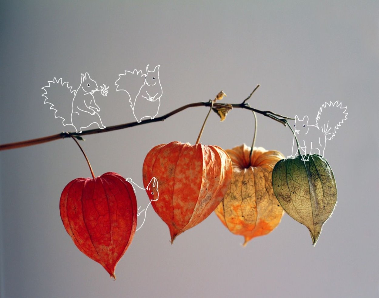 Физалис сухоцвет