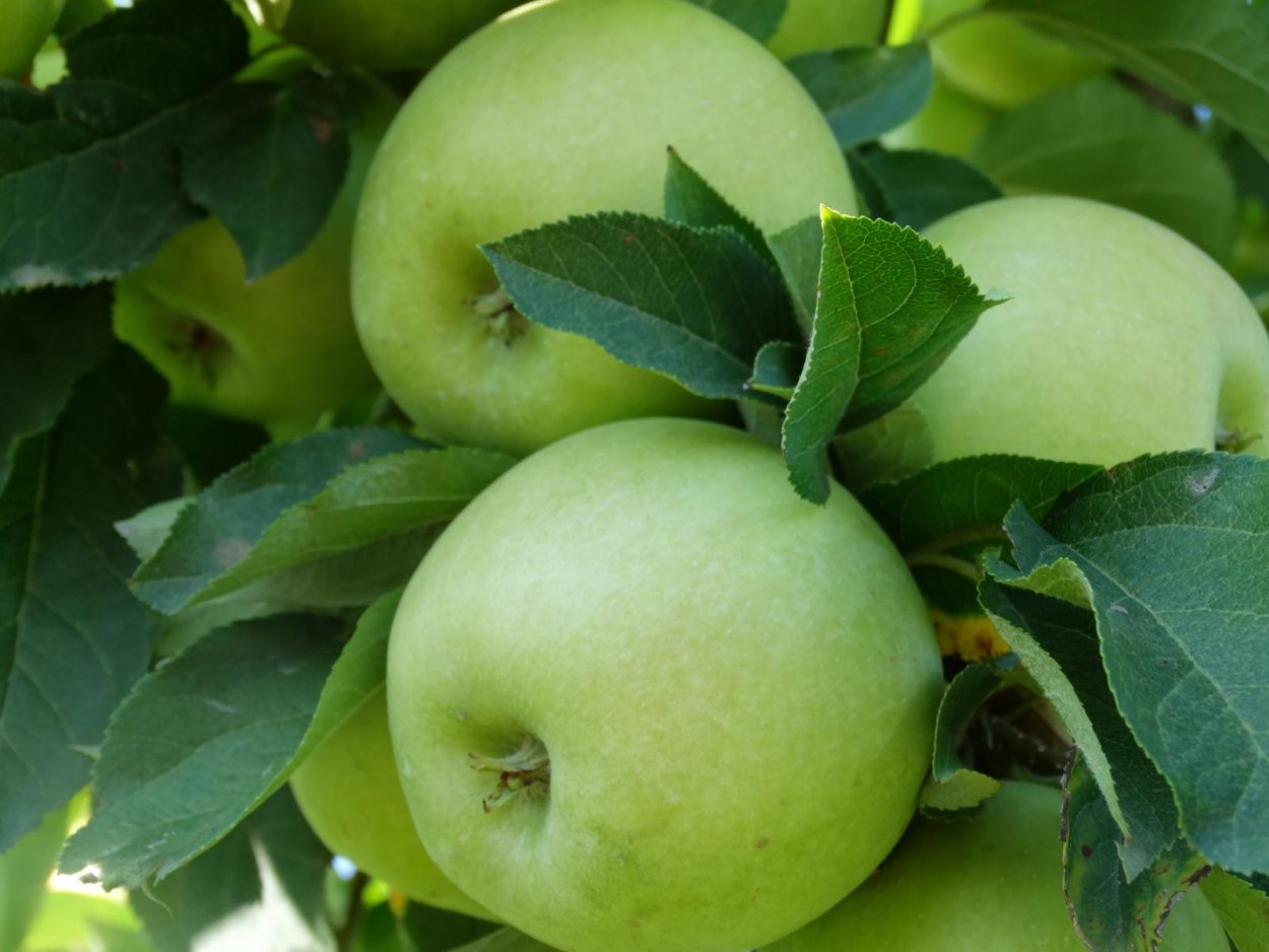 Яблоня Ренет Крюднера