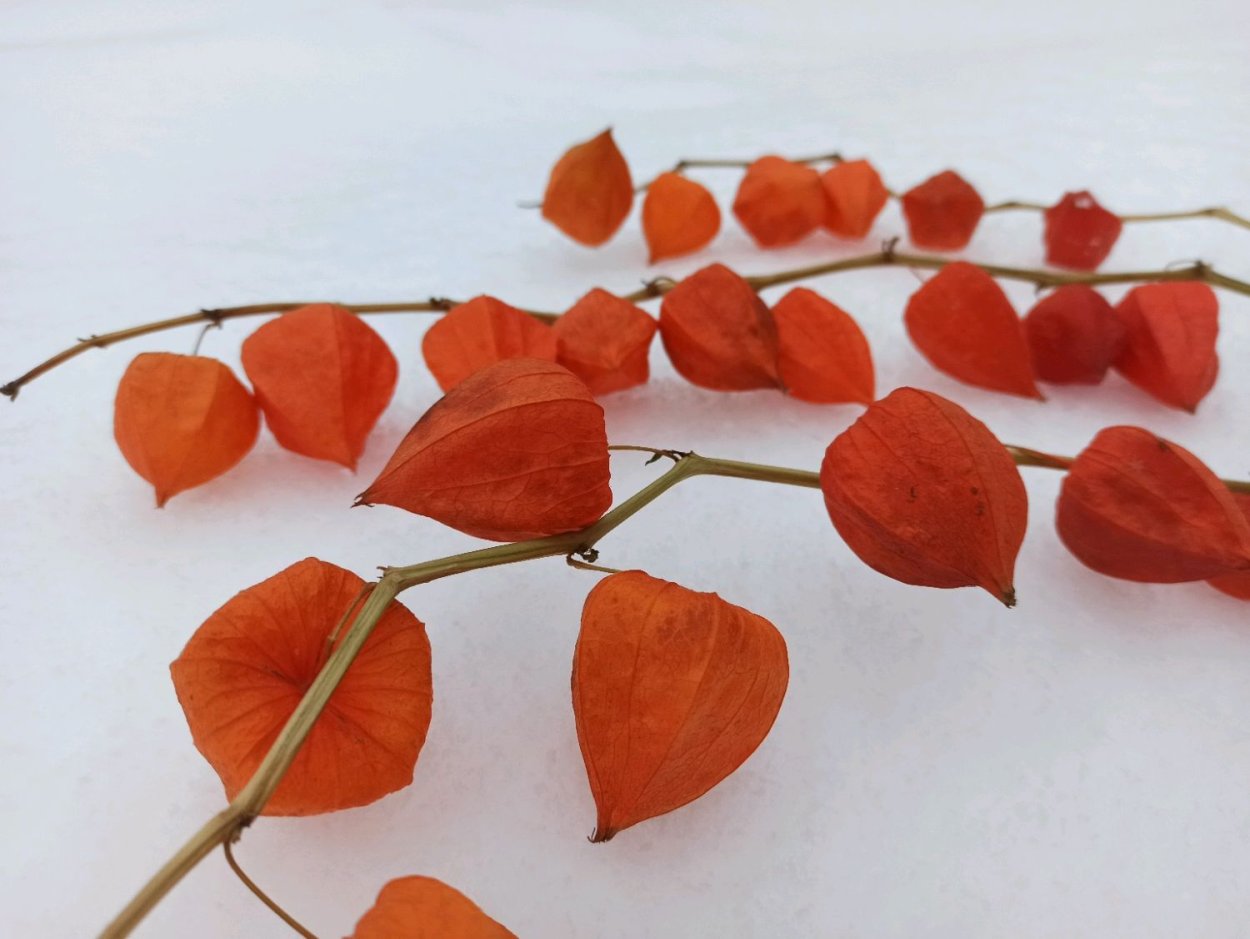 Физалис мармеладный