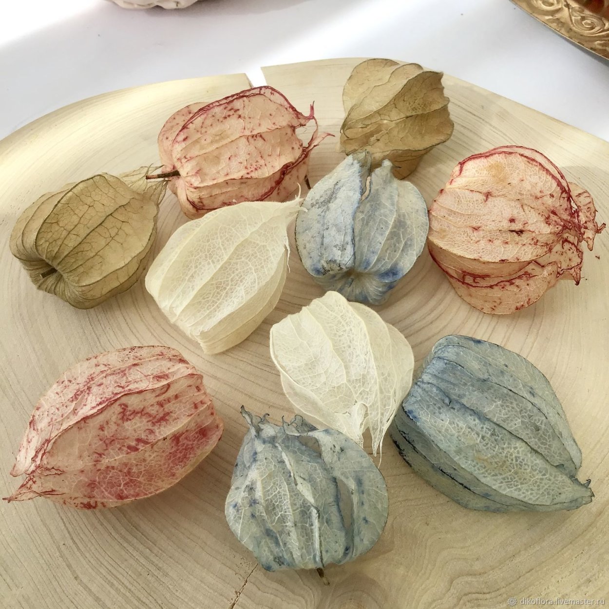 Физалис сухоцвет