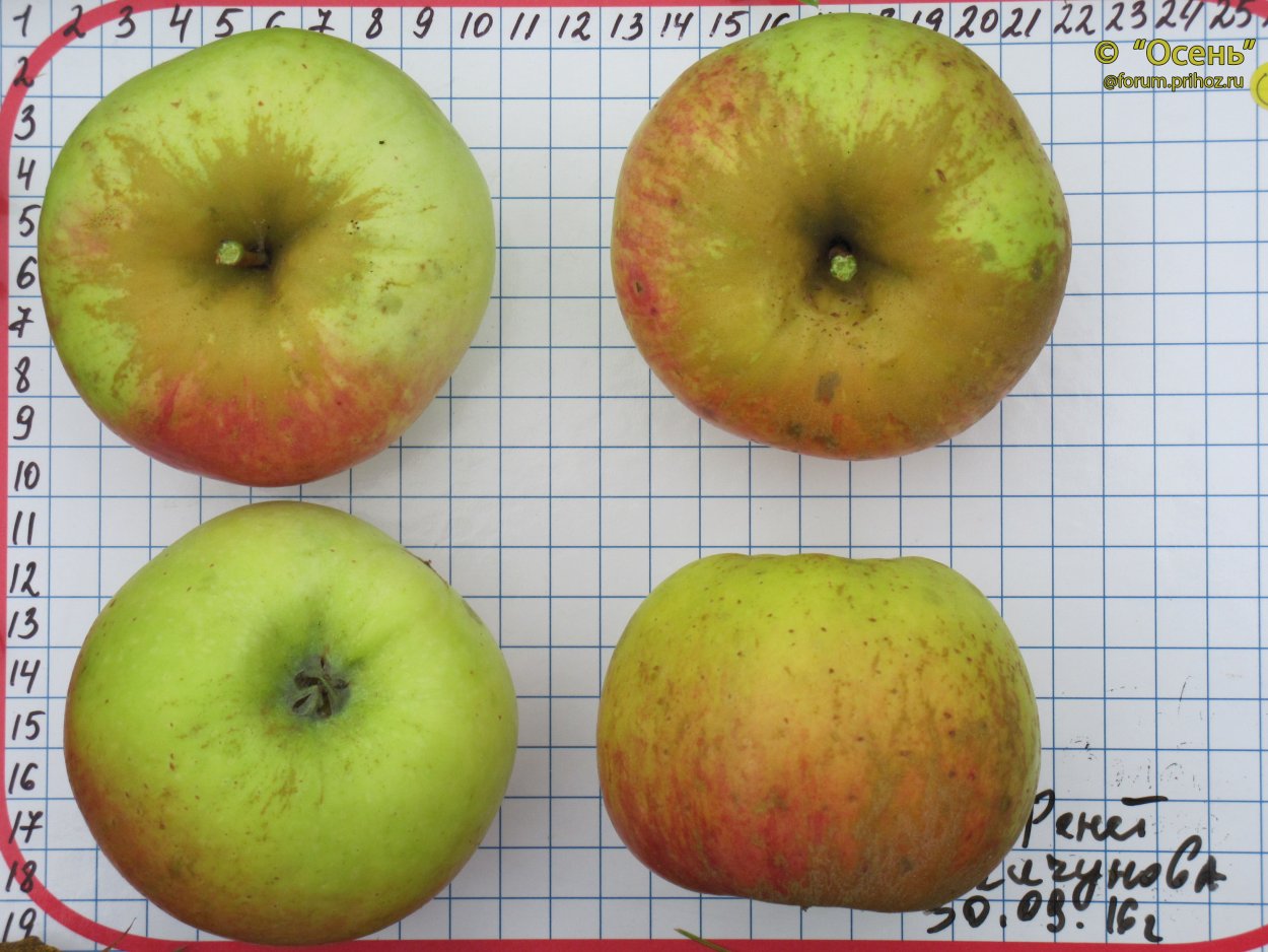 Яблоня Элиза