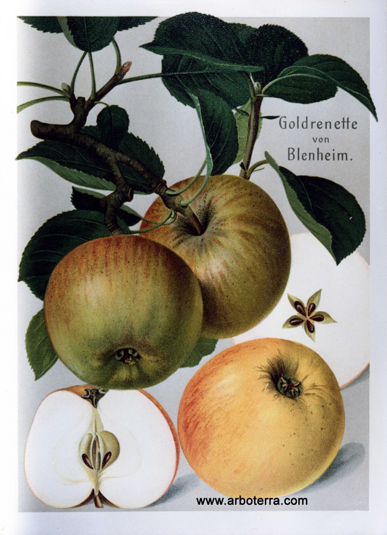 Яблоня Ранетка пурпуровая