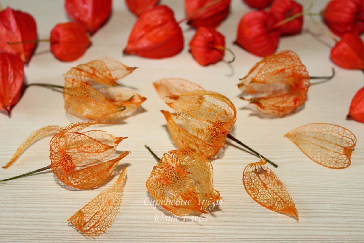 Макросъёмка физалис