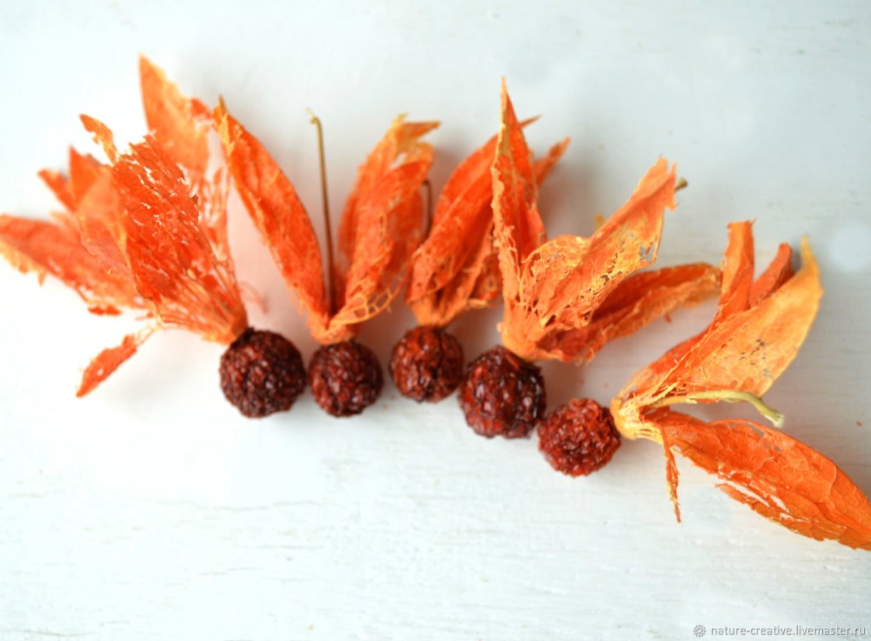 Стильные натюрморты с физалисом