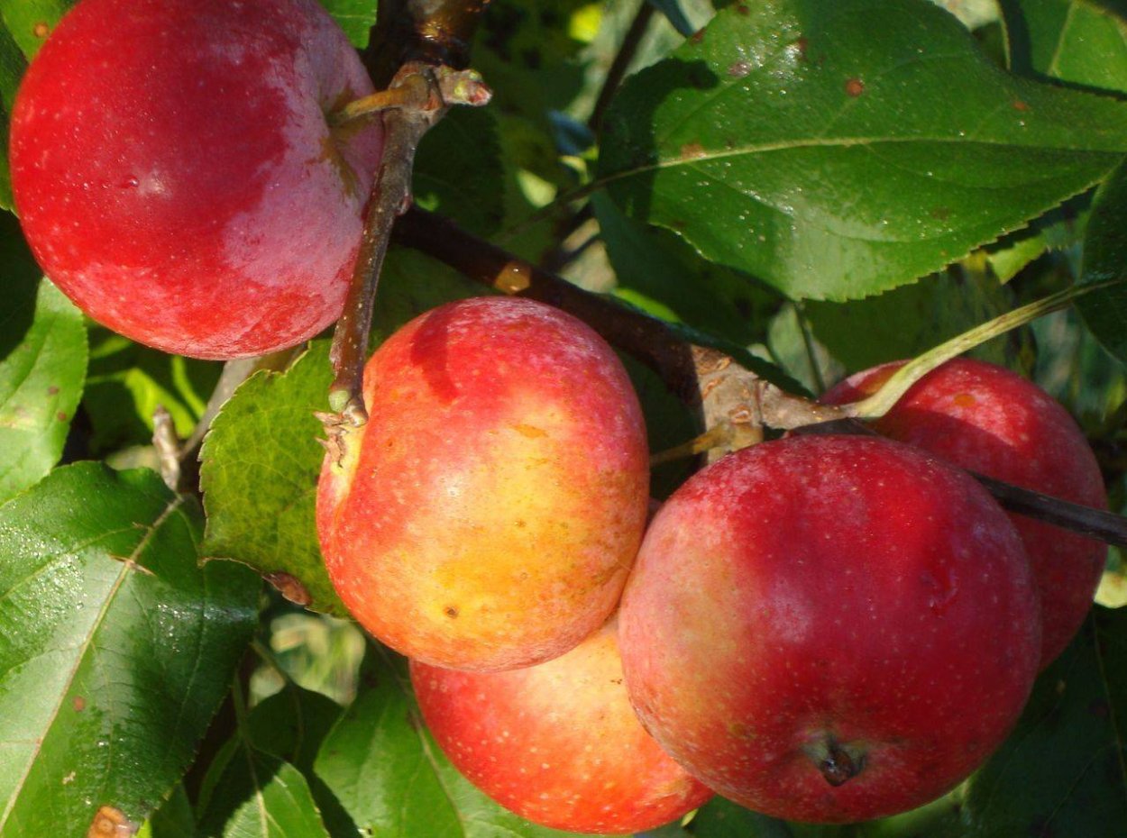 Сорт яблони Июльское Черненко