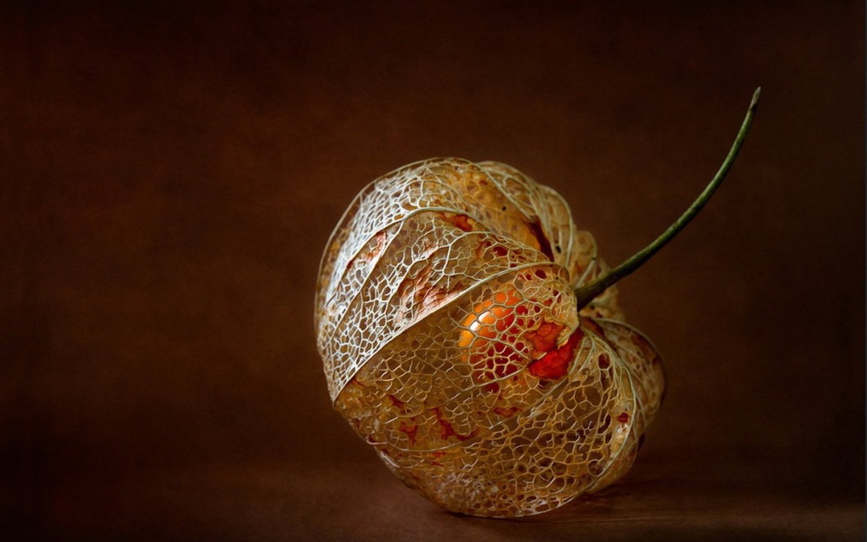 Осенний букет с физалисом