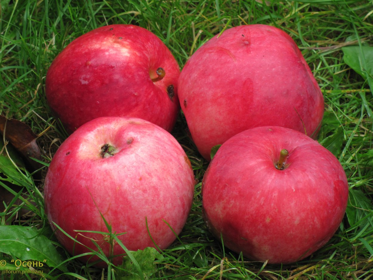 Сорт яблони Кутузовец