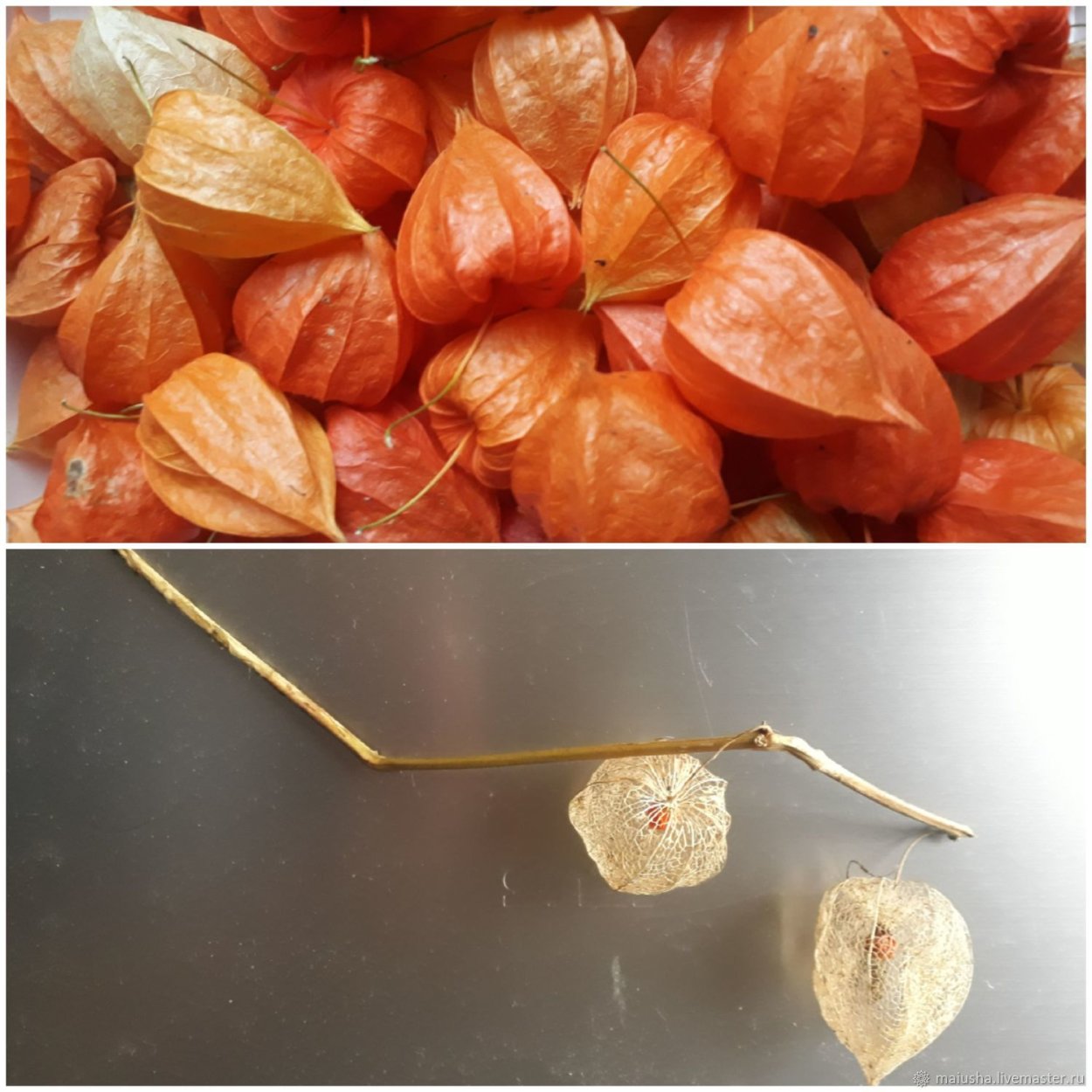 Физалис обыкновенный