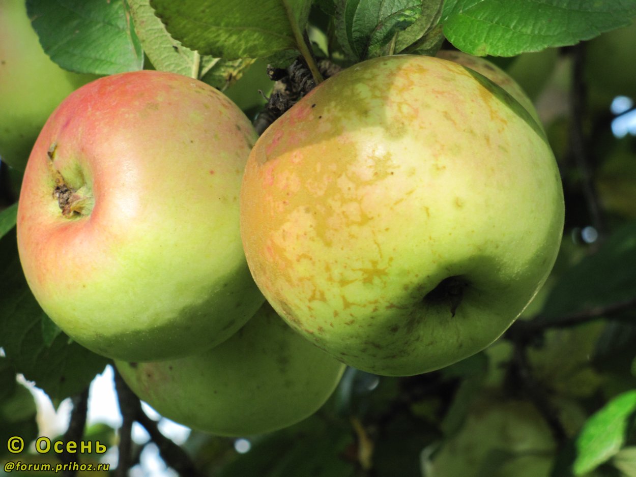 Яблоня Ренет Черненко