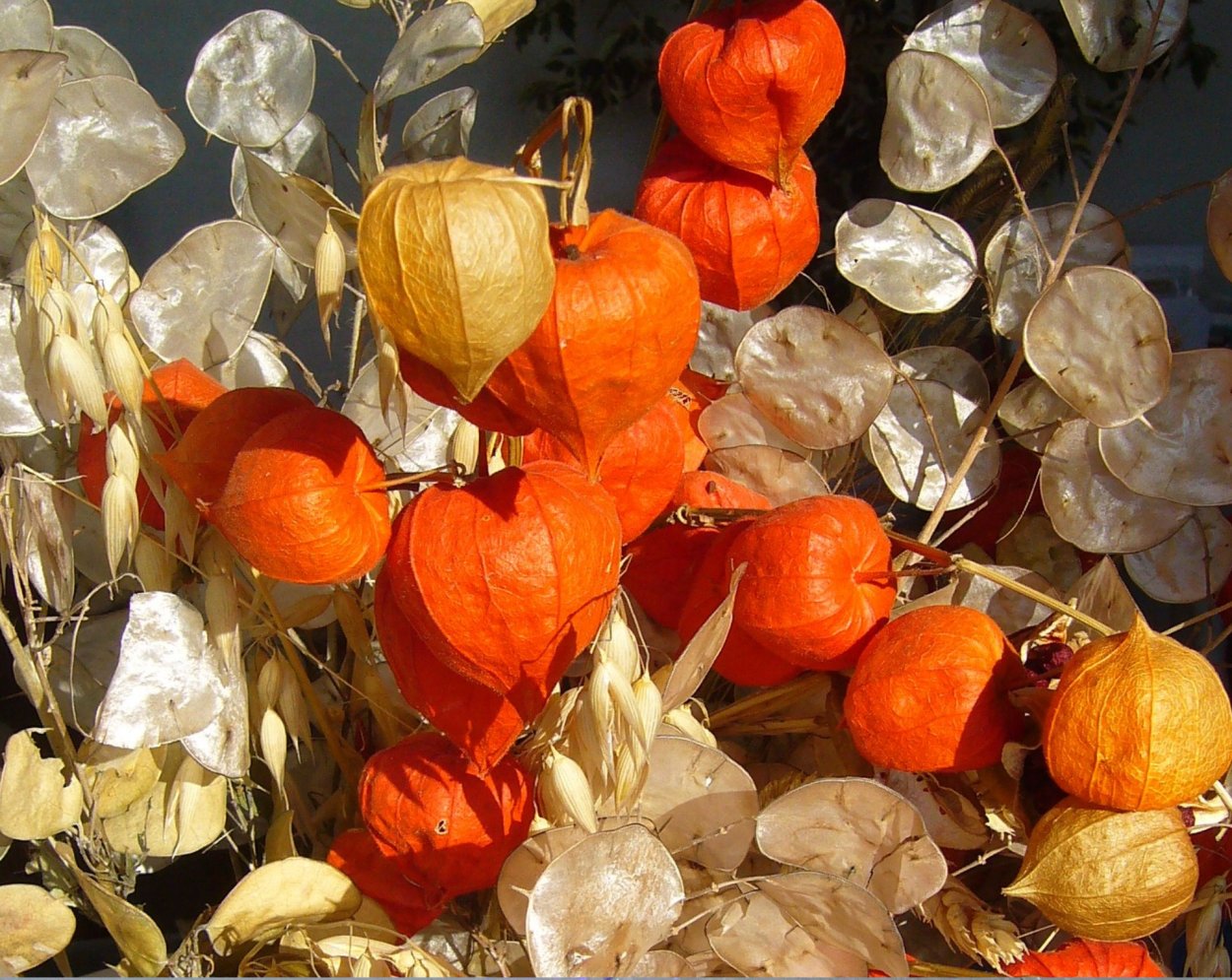 Физалис сухоцвет