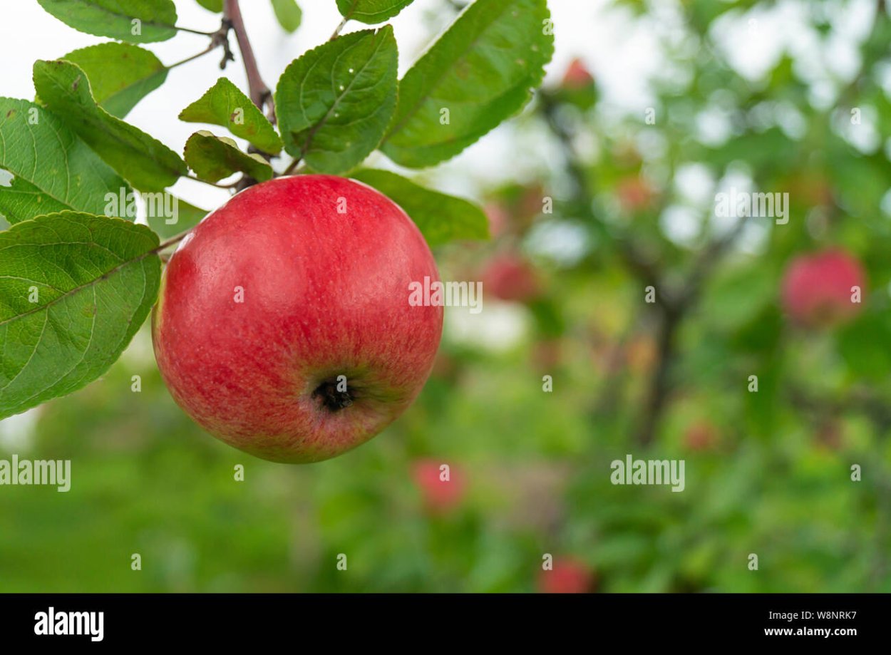 Яблоня Ренет Черненко