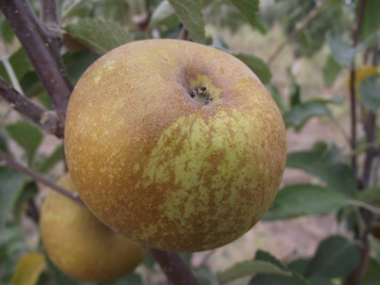 Аркадий желтый сорт яблони