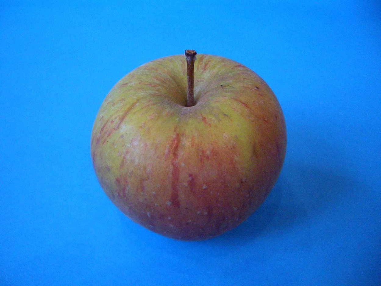 Сорт яблони Пепин Черненко