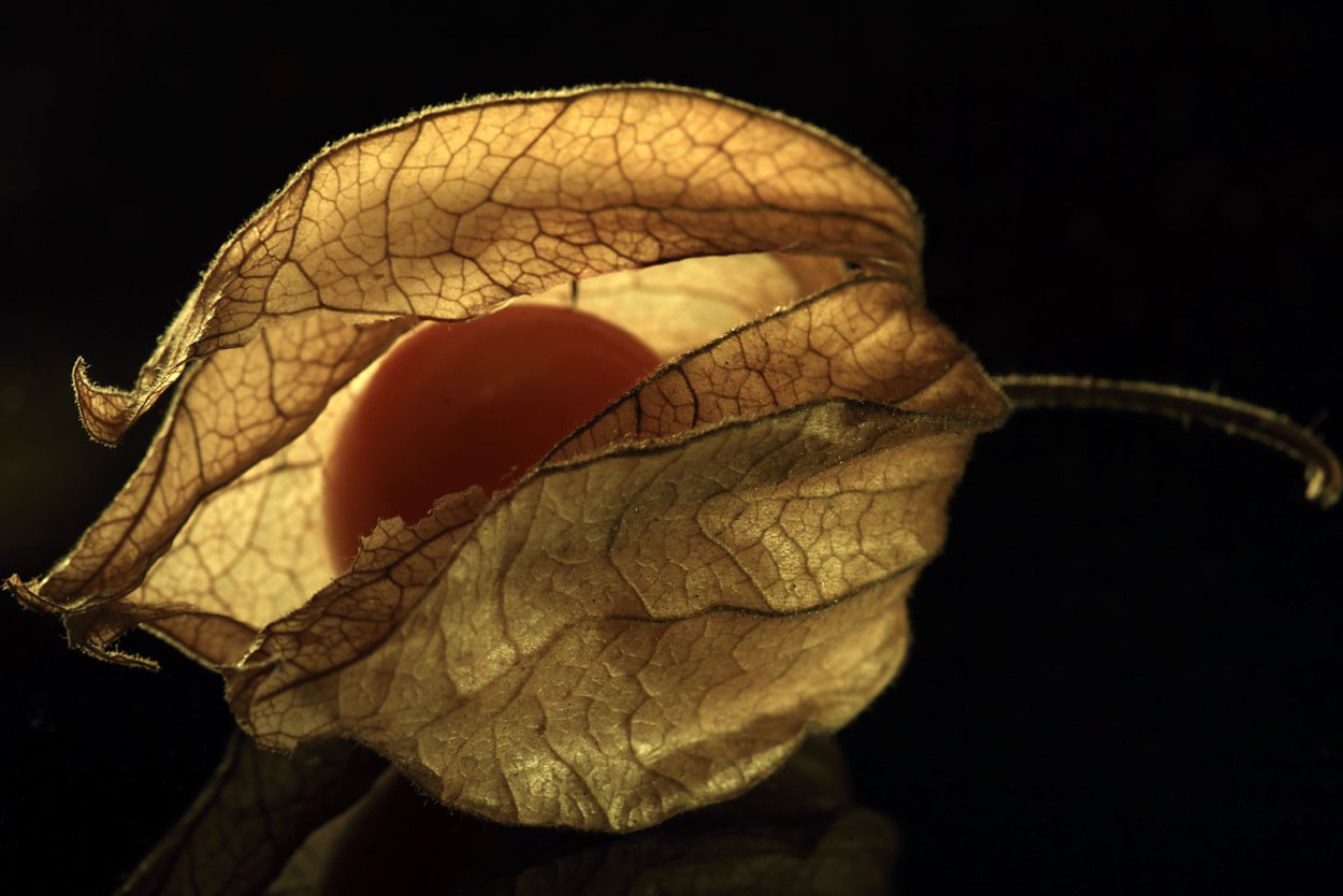 Физалис дерево