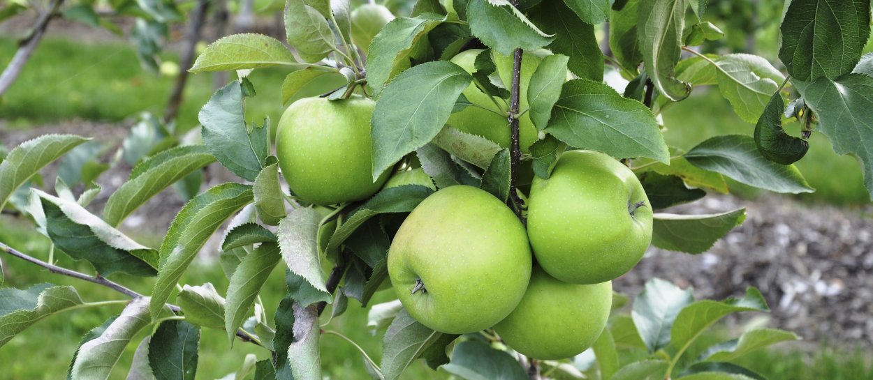 Сорт яблони Ренет Шампанский