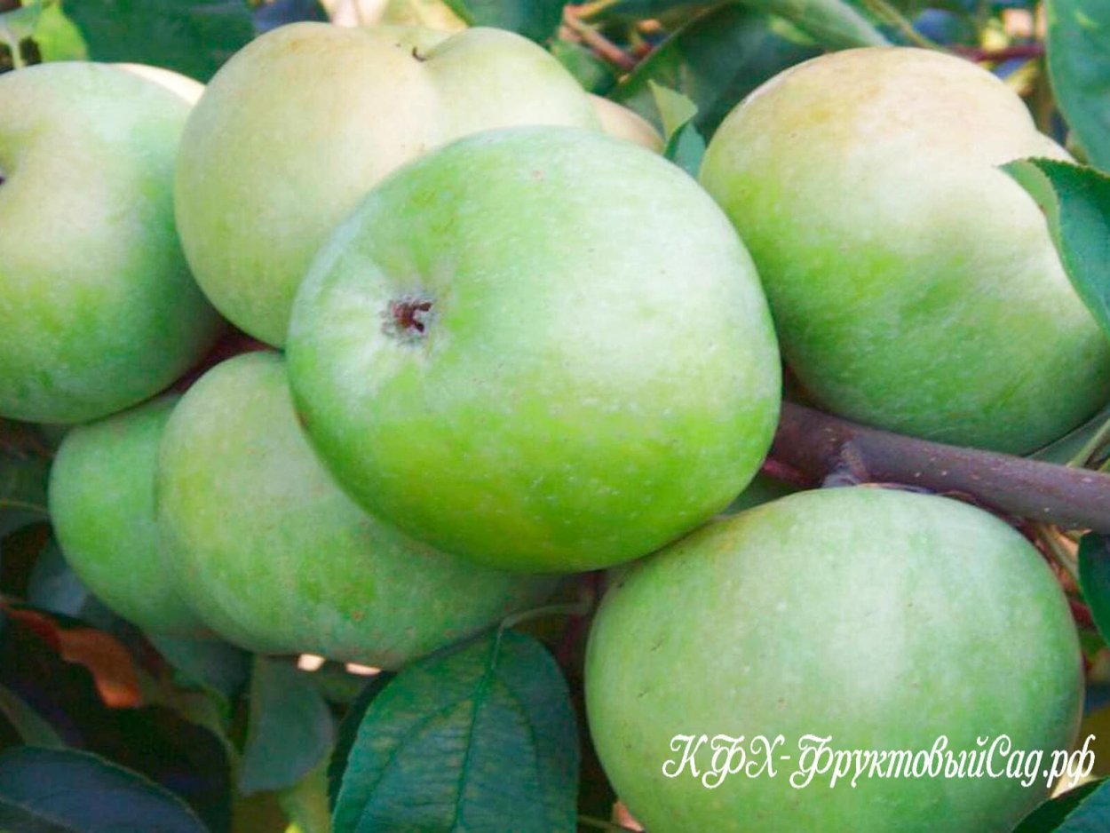 Ренет Бленгеймский