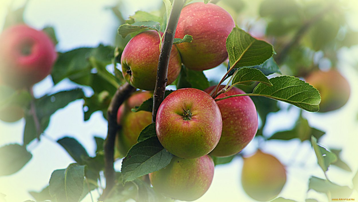 Яблоня Ренет Симиренко
