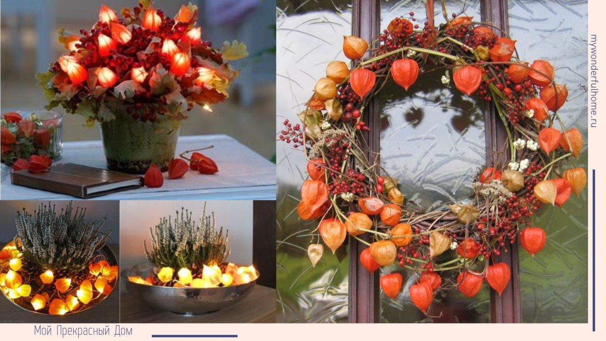 Веточка физалиса