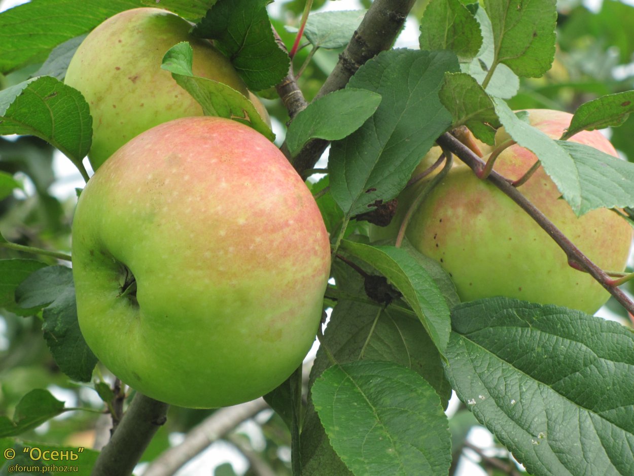 Яблоня Ранет