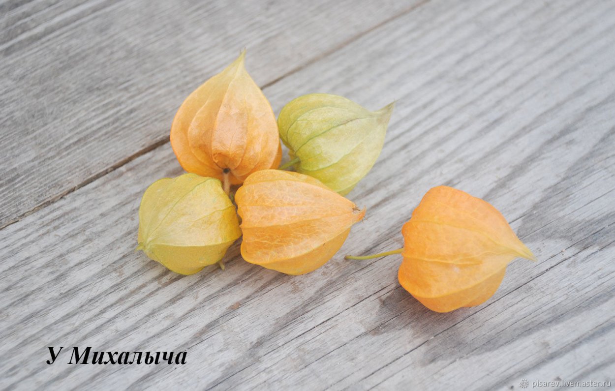 Физалис сухоцвет