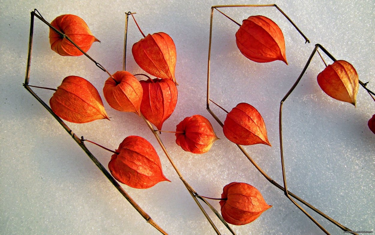 Физалис декоративный корневище