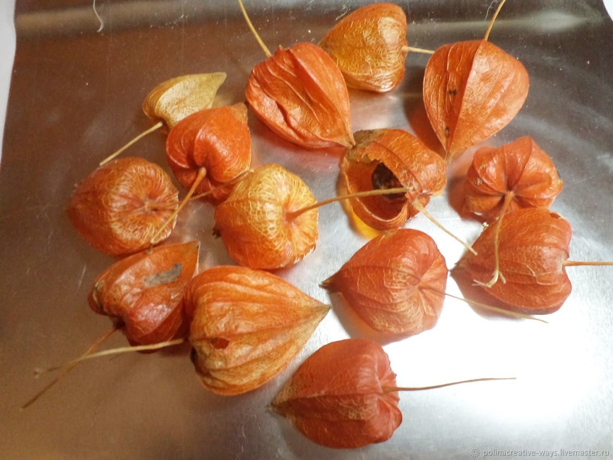 Физалис лампион