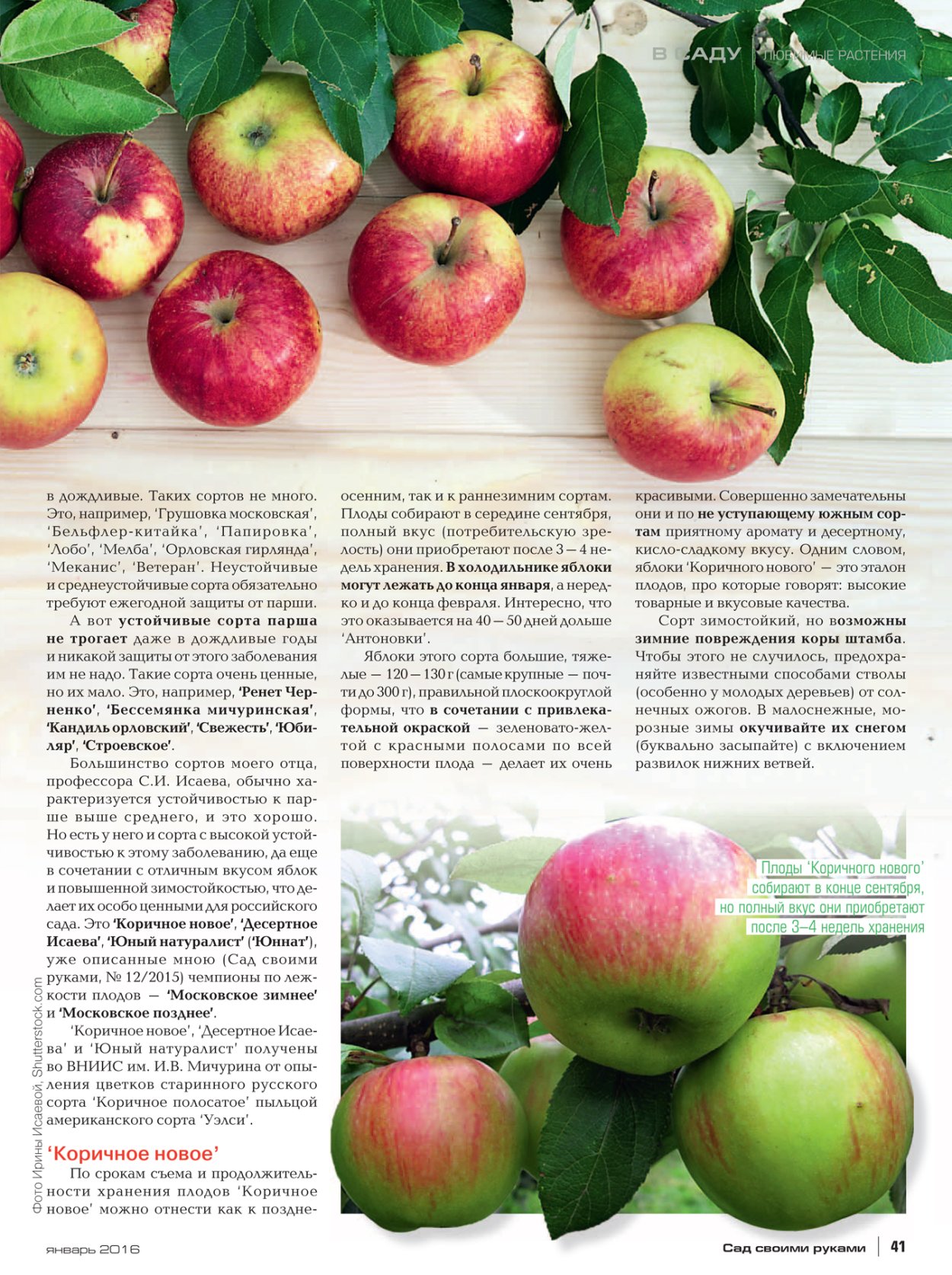 Корзины с яблоками