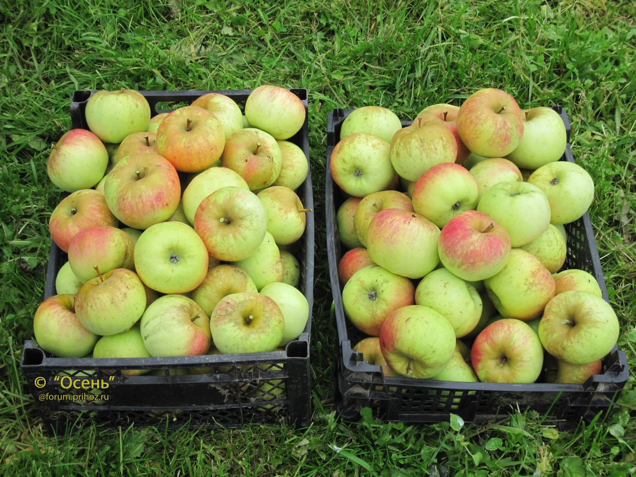 Яблоко сорт Ренет Черненко