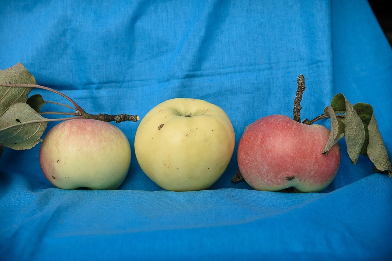 Ренет Крюднера сорт яблок