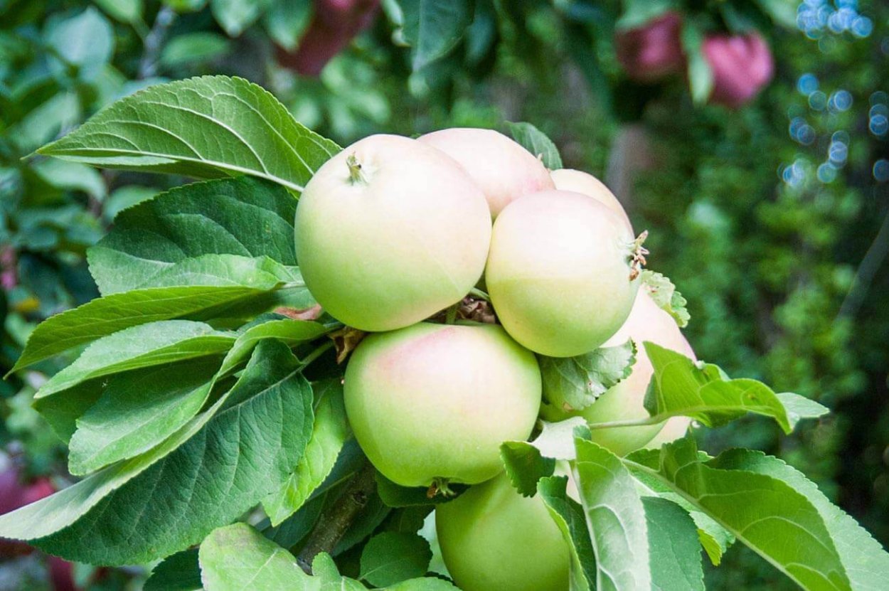 Яблоневая ветвь яблоки