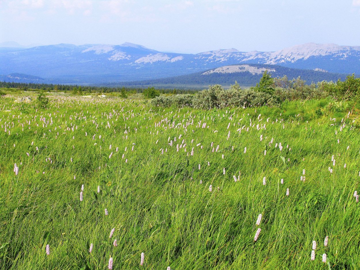 Аконогонон Альпийский Горец Альпийский