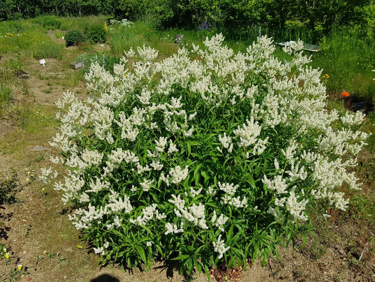 Аконогонон Альпийский