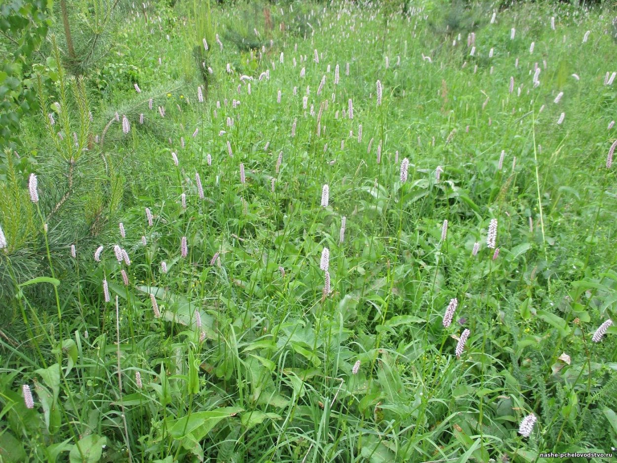 Гора отважная в Жигулёвске